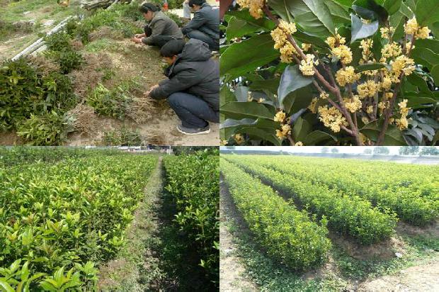 北方如何种植桂花树1678063258557
