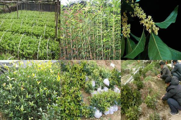 桂花树要结果子吗1678063472091