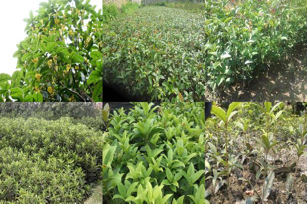 北方能种植桂花树吗1678063592779