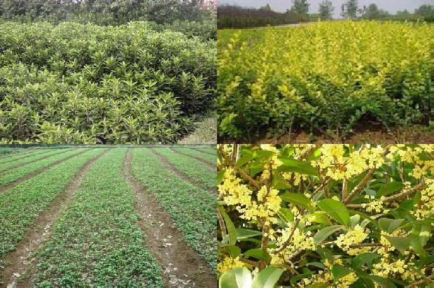 桂花树的花有什么特点1678064201960