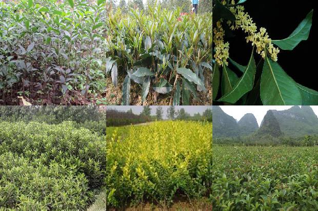 桂花树多少钱一棵12公分的树1690331448524