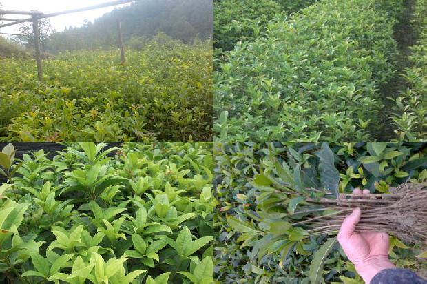 桂花树刚发的嫩芽枯萎1678064434744