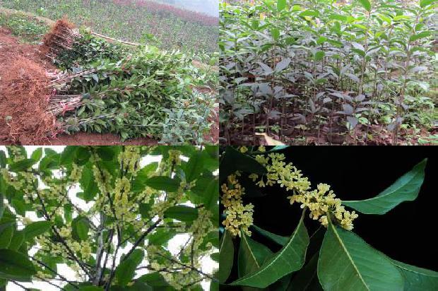 桂花树一年四季的生长变化1678064469443
