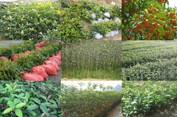 桂花树种植间隔距离多少1690849943965