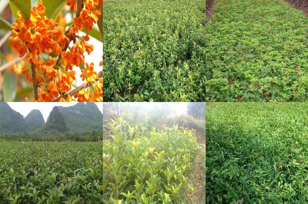 3公分桂花树批发1678065035585