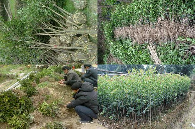 桂花树十年能长多大1678065454527
