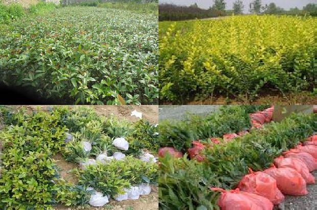 什么品种桂花四季开花1688861825936