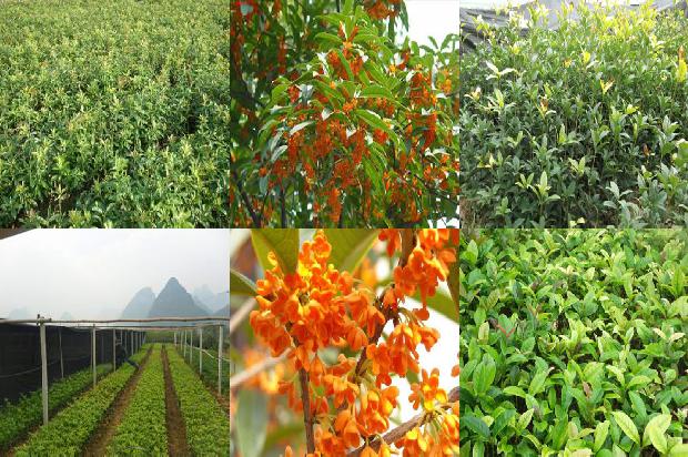 桂花树的时间1678065726750