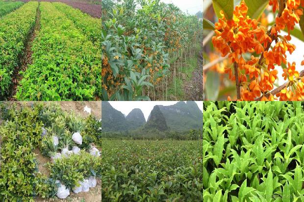 大量出售桂花树的广告语怎么说1690331485666