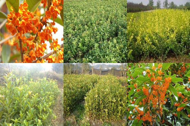 新鲜桂花茶可以直接泡水喝吗?1689035041414