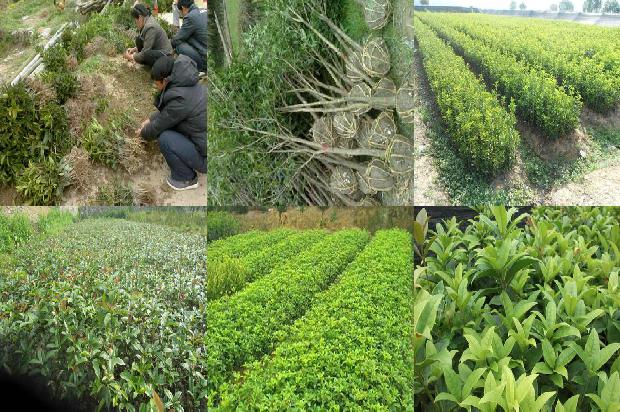 桂花茶一斤多少钱一盒1689381790871