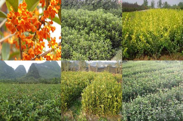 来月经能喝桂花乌龙茶吗1689467529447