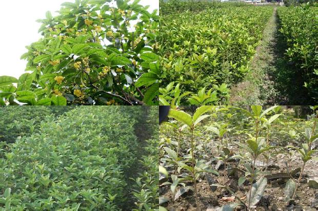 桂花树施复合肥的分量1678067957336