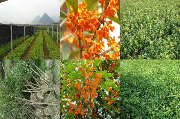 广西桂花树基地1678068162503