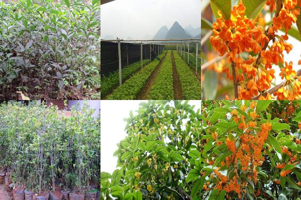 桂花树种植场1678148079095