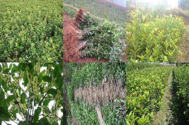 桂花树啥时间移植最好1678148150391