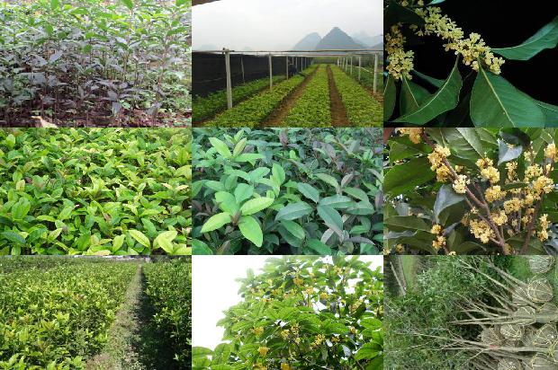 桂花树啥时间移植最好1678148150397