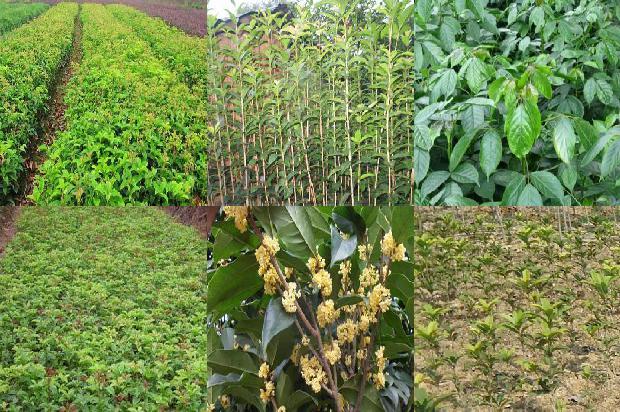 桂花树啥时间移植最好1678148150403