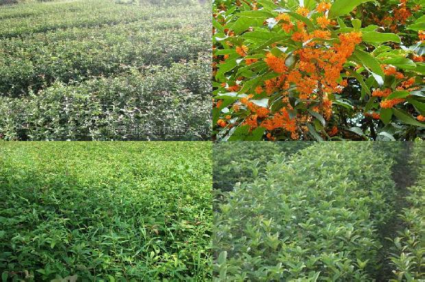 大量求购桂花树1678148610985