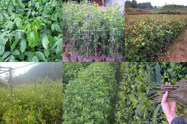 广东桂花树收购价格1689837764630