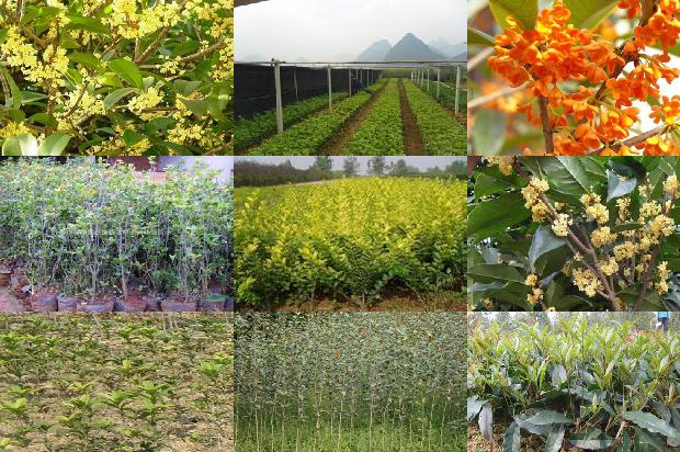 40多年的桂花树能卖多少钱1678149183707