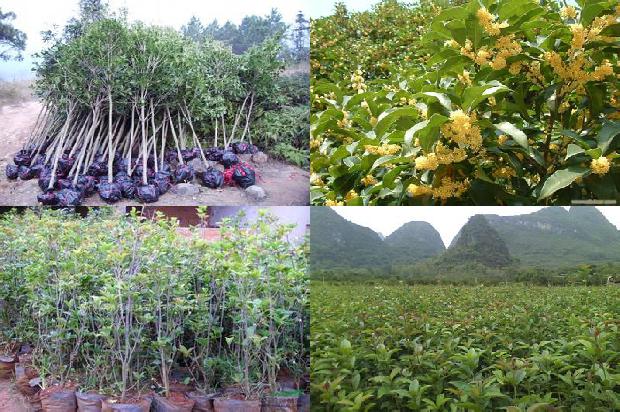 八月桂花树批发1678150355939