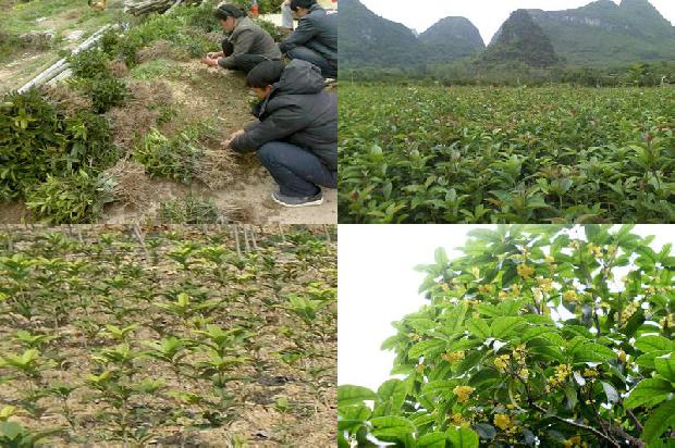 天香台阁桂花一年开几次花1690072528476