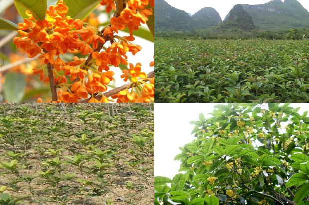 杜桂花苗的价格1678150727308