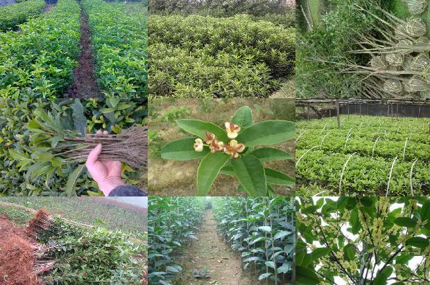 喝桂花乌龙茶上火吗1689467774658
