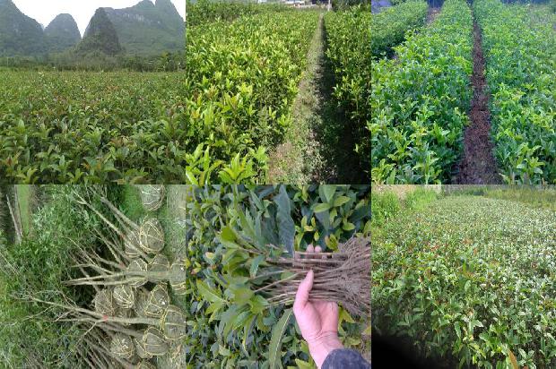 桂花种子种下去后几天发芽1688608418116