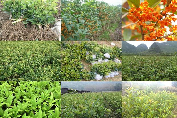 桂花树苗种植方法1678151927430