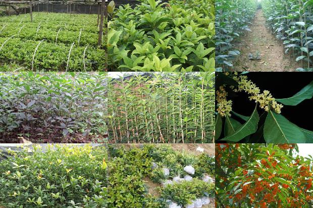 桂花树苗种植方法1678151927436