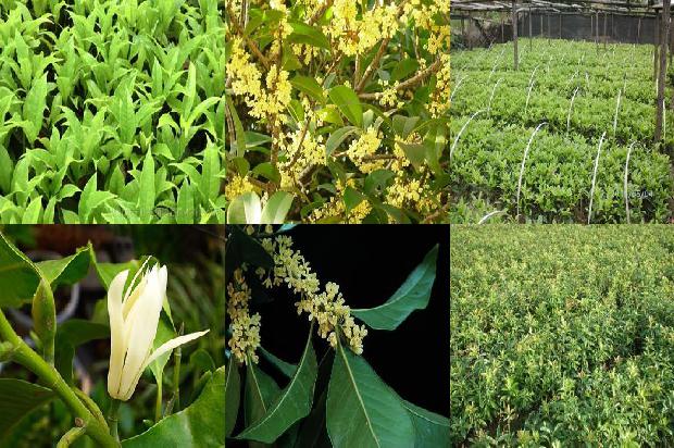 桂花树苗种植方法1678151927442
