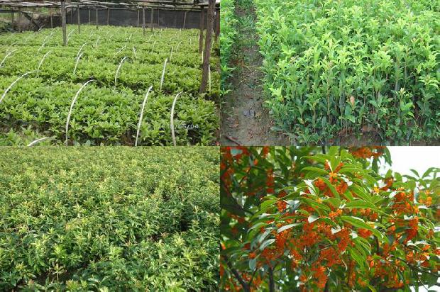 桂花树苗种植方法1678151927448