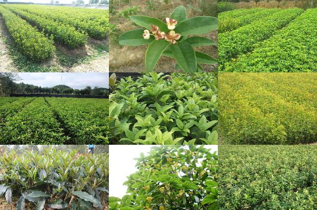 新鲜桂花可以泡茶吗?1689035045415