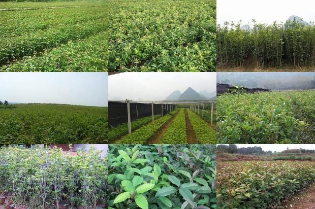 桂花树要施什么肥料1678152732277