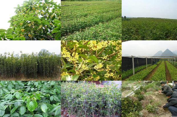 桂花树要施什么肥料1678152732289