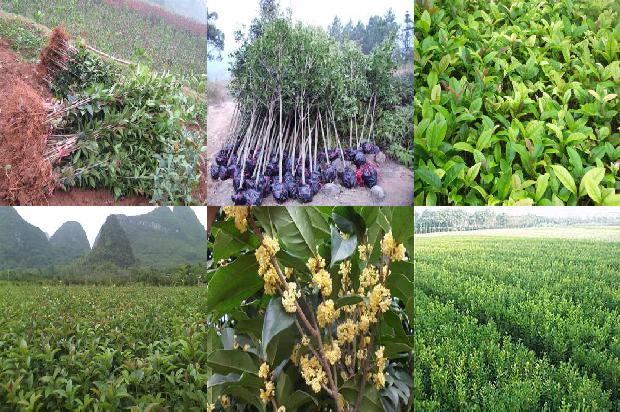 桂花树要施什么肥料1678152732295