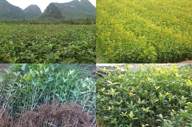 种桂花树要注意什么1678152756403