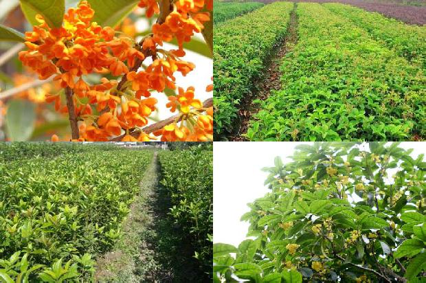 盆栽桂花树需要什么肥料1678152786500
