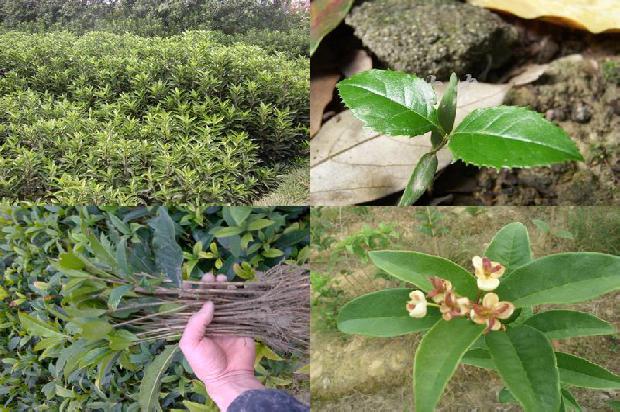 门口种桂花树风水1678153413206
