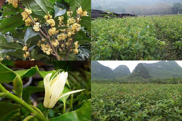 糖桂花一年多还能吃吗1689313169511