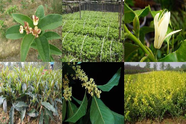刚摘下的桂花可以泡茶喝吗1689577192835