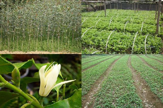 桂花冬季栽植好不好1688605488116