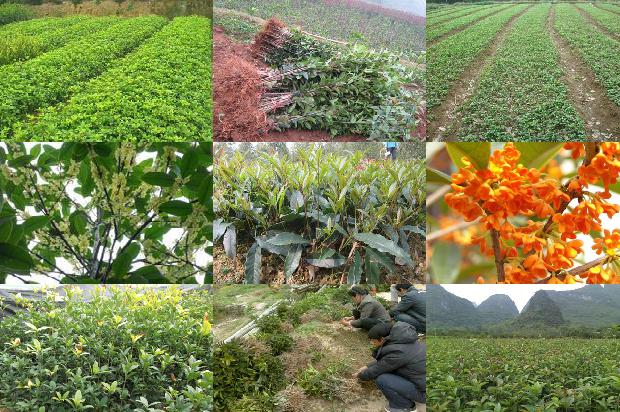 桂花乌龙茶的冲泡方法窍门是1689467675263