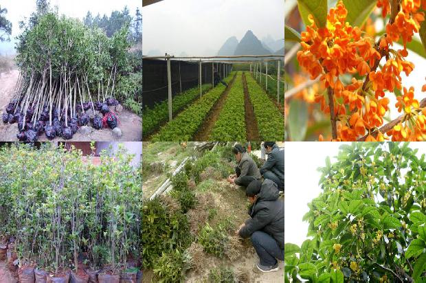 桂花树桂花树有几个品种1678236563572