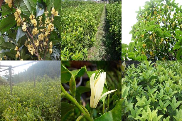 桂花乌龙茶和乌龙茶有什么区别1689467586486