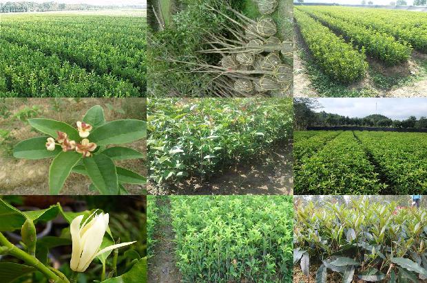 刚摘下的桂花可以泡茶喝吗1689577192789
