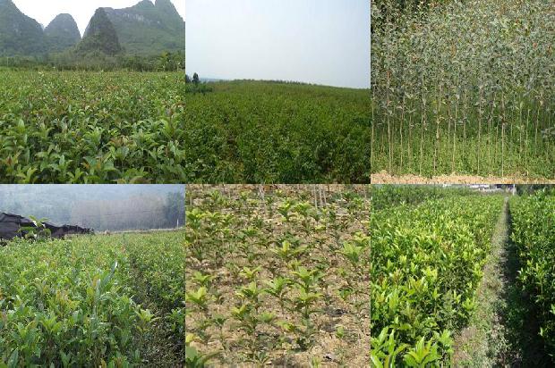 桂花茶与什么一起喝的功效与作用1689381758981