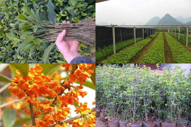 桂花一年开几次花的品种是什么1688861607657